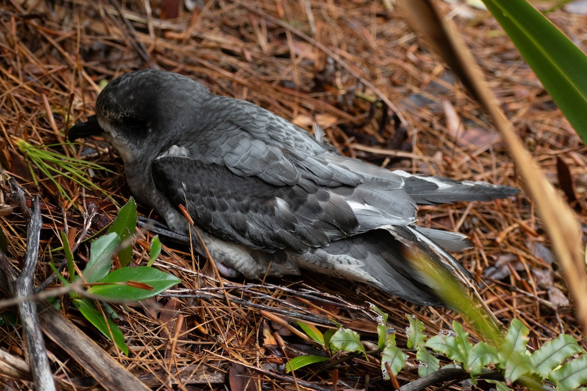 Gri Karınlı Fırtınakuşu - ML644353007