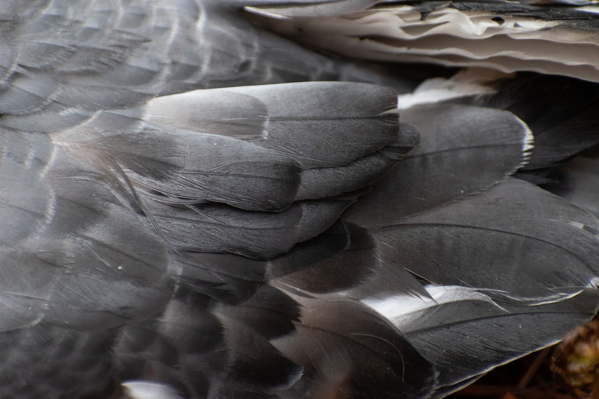 Gri Karınlı Fırtınakuşu - ML644353008