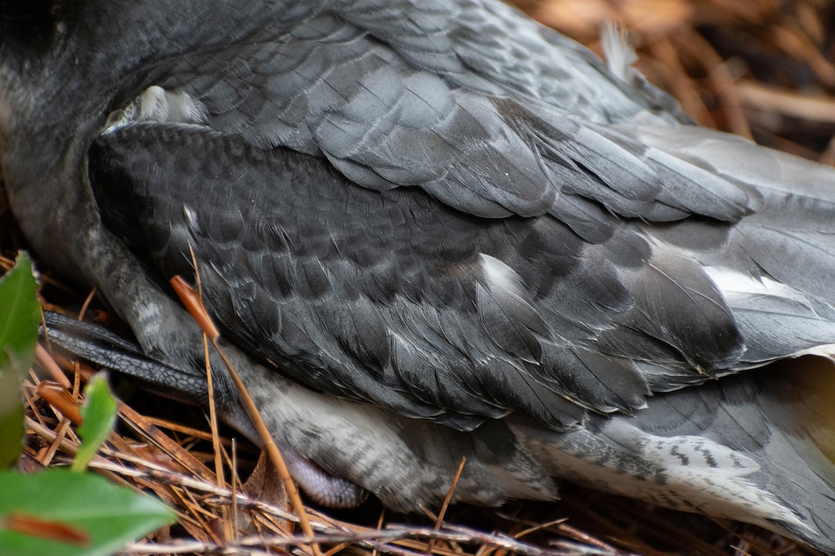 Gri Karınlı Fırtınakuşu - ML644353009