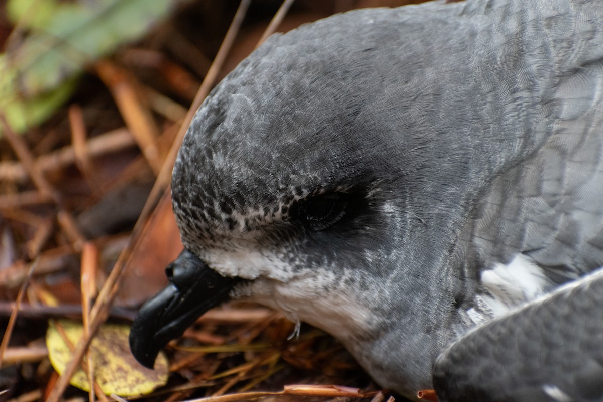 Gri Karınlı Fırtınakuşu - ML644353010