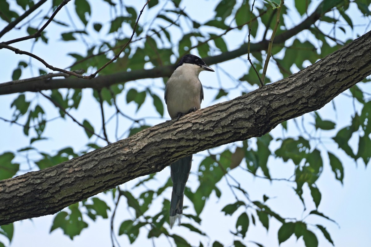 Mavi Saksağan - ML644353017