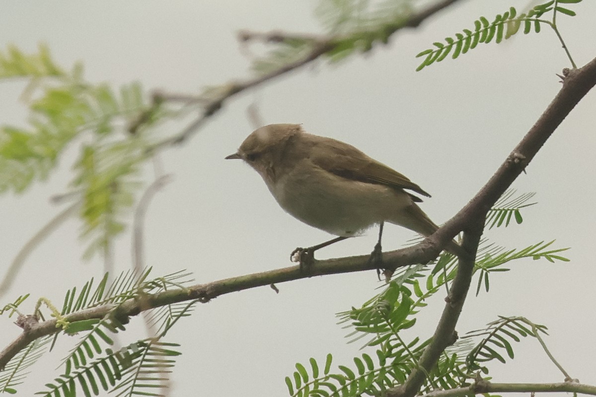 Common Chiffchaff - ML644353020
