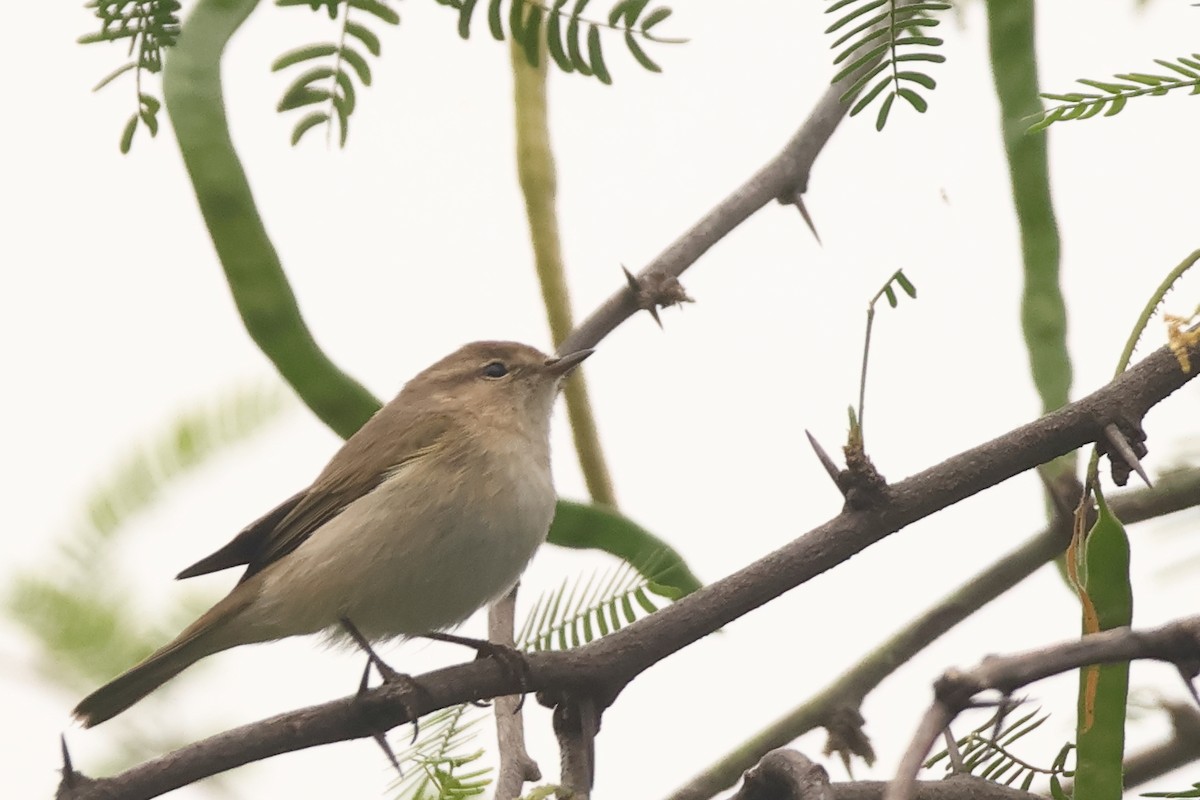 Common Chiffchaff - ML644353021