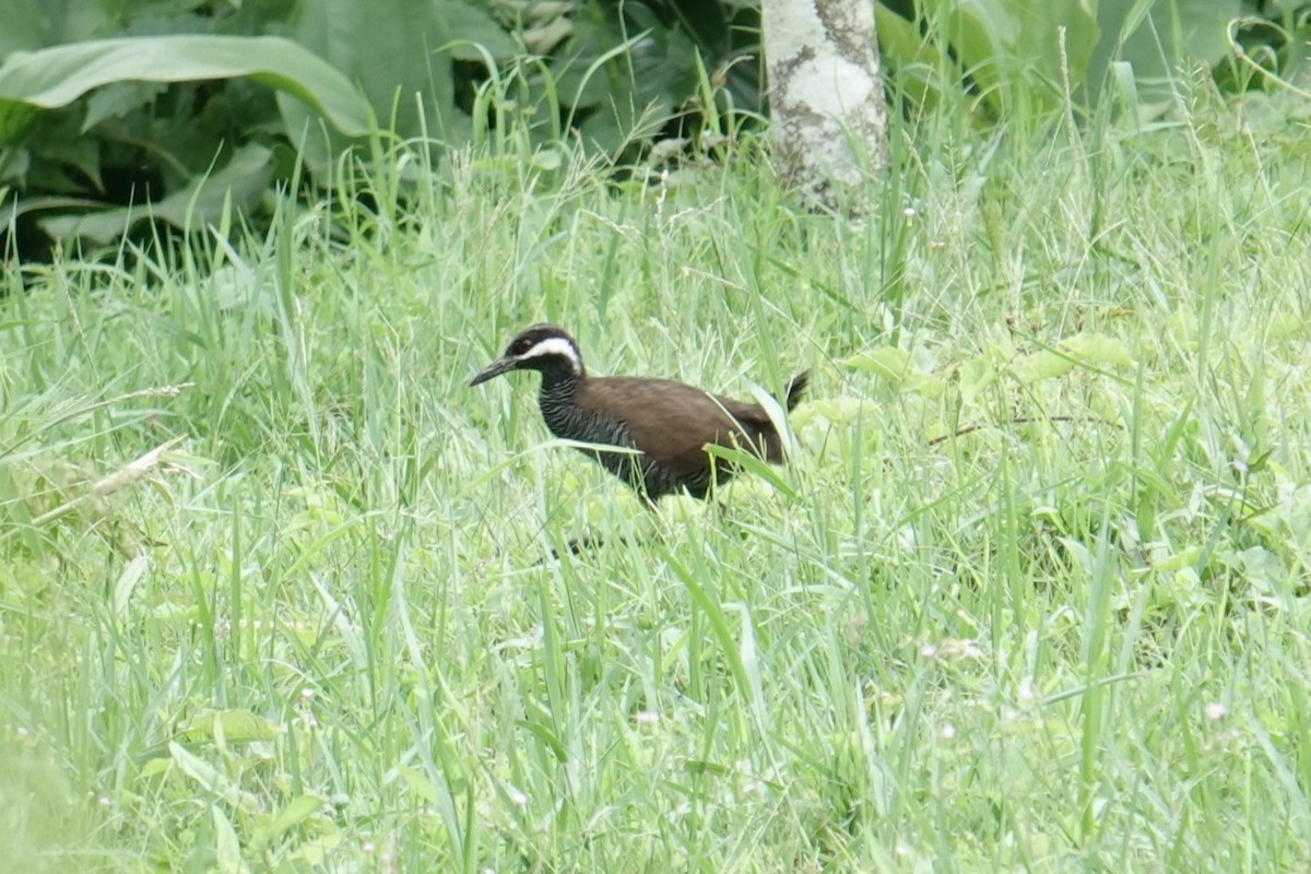 ムナオビクイナ - ML644353029