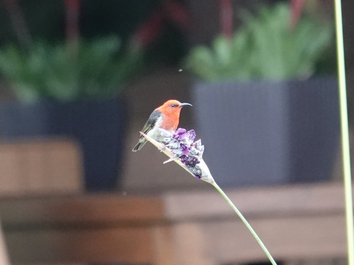 Sulawesi Myzomela - ML644353031