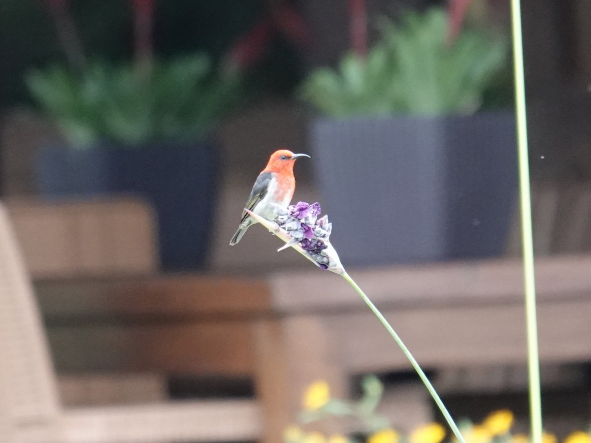 Sulawesi Myzomela - ML644353032