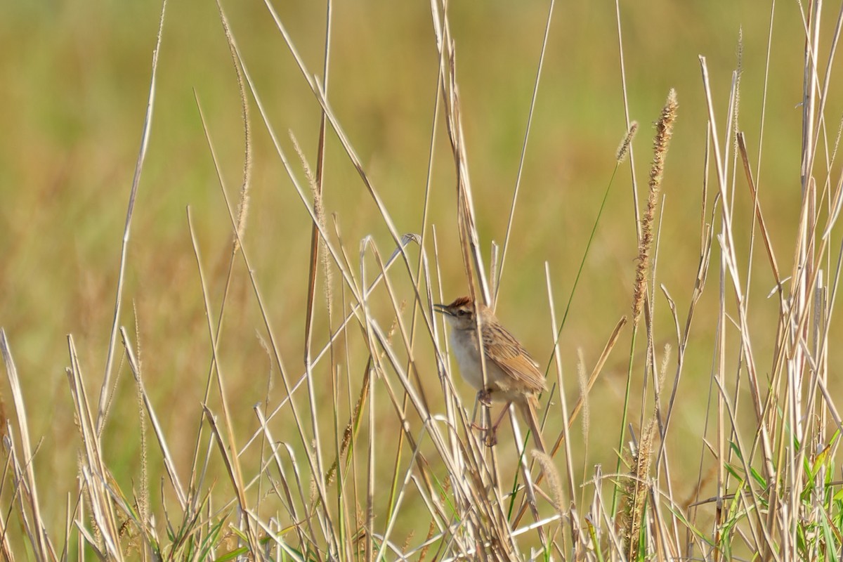 Матата руда - ML644353043