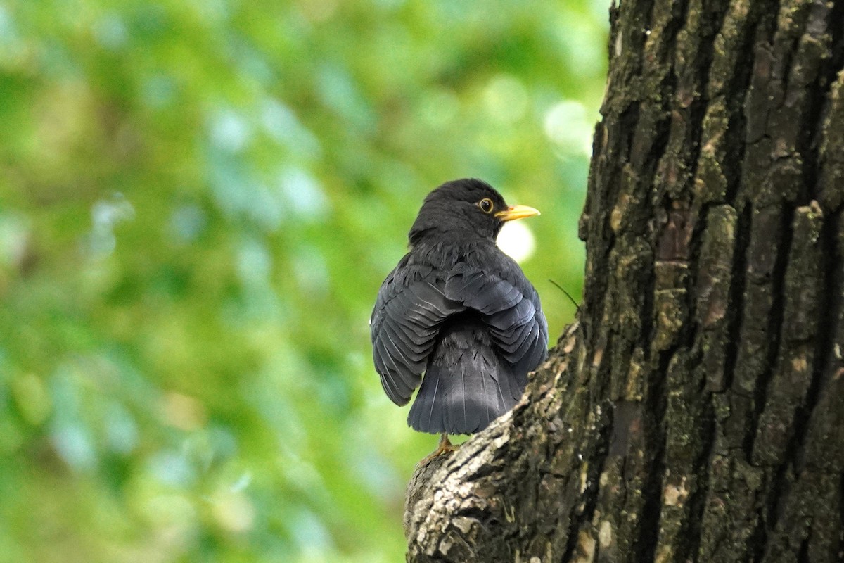 mandarintrost - ML644353044