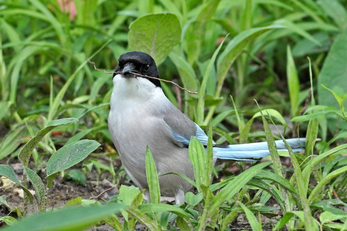 Mavi Saksağan - ML644353051