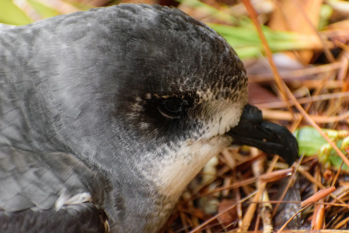 Gri Karınlı Fırtınakuşu - ML644353057