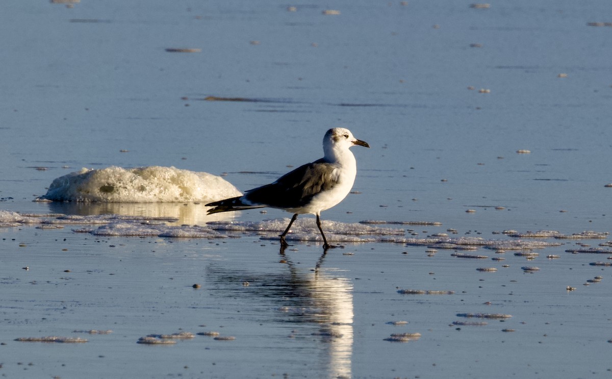 ワライカモメ - ML644353063