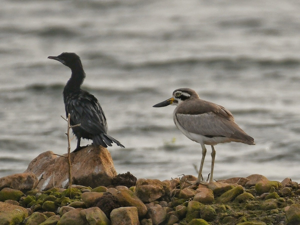 Great Thick-knee - ML644353065