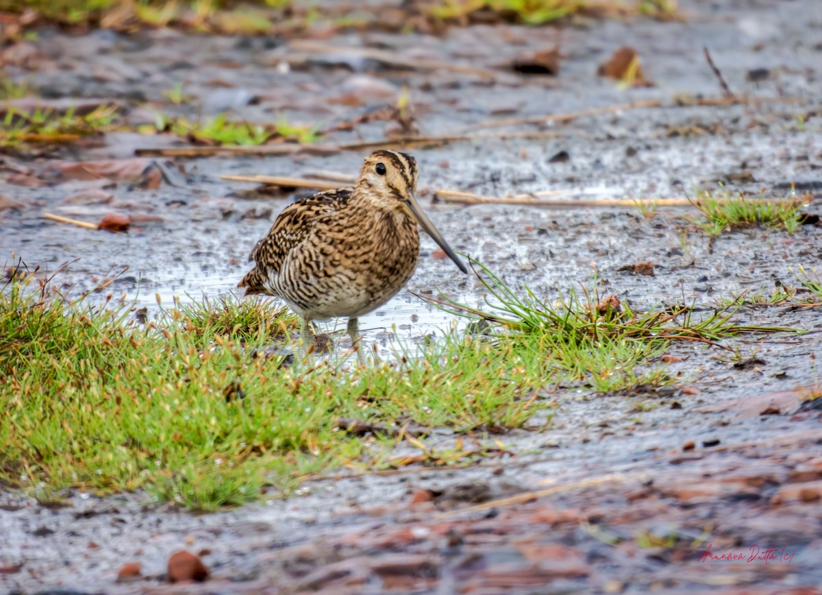 ハリオシギ - ML644353086