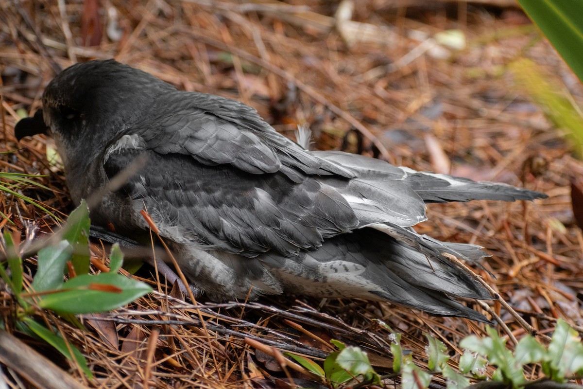 Gri Karınlı Fırtınakuşu - ML644353093