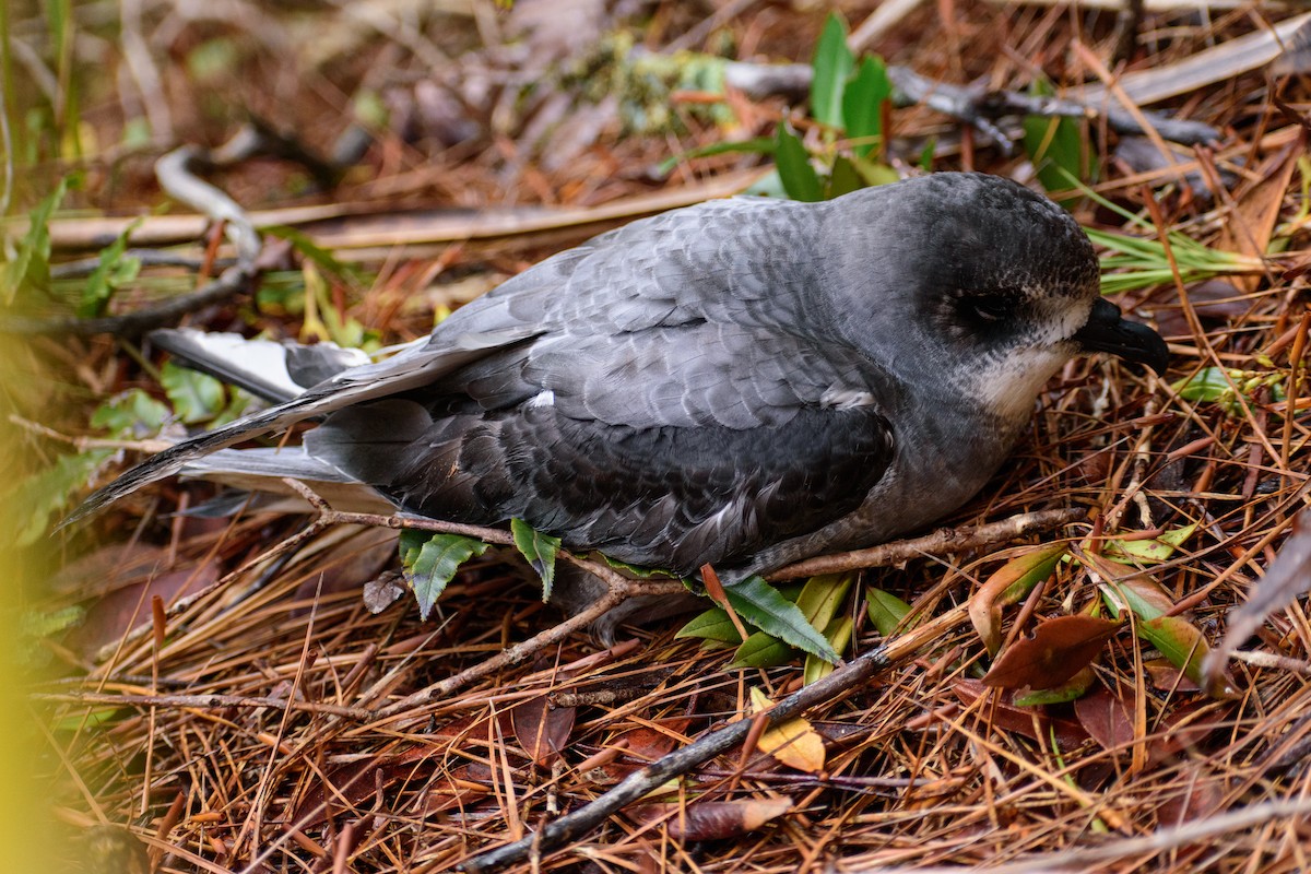 Gri Karınlı Fırtınakuşu - ML644353094