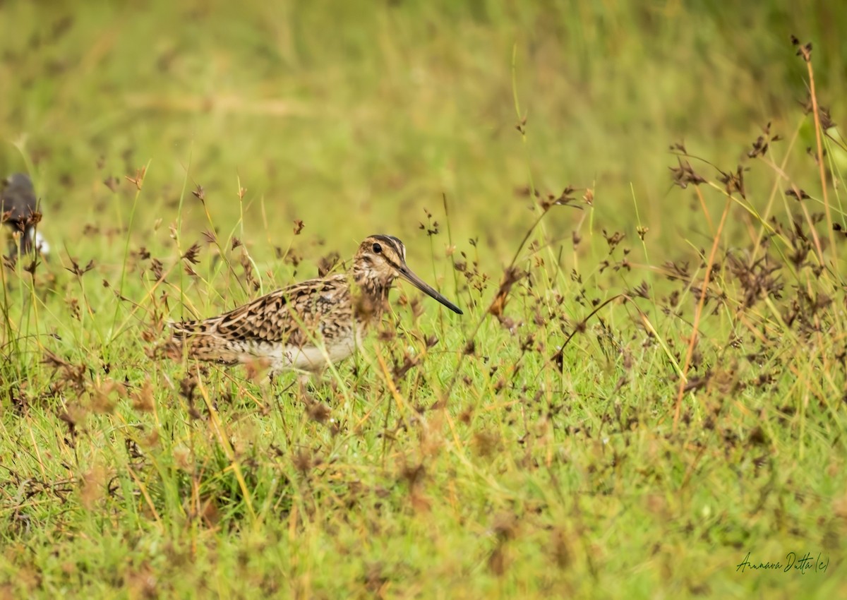 ハリオシギ - ML644353095