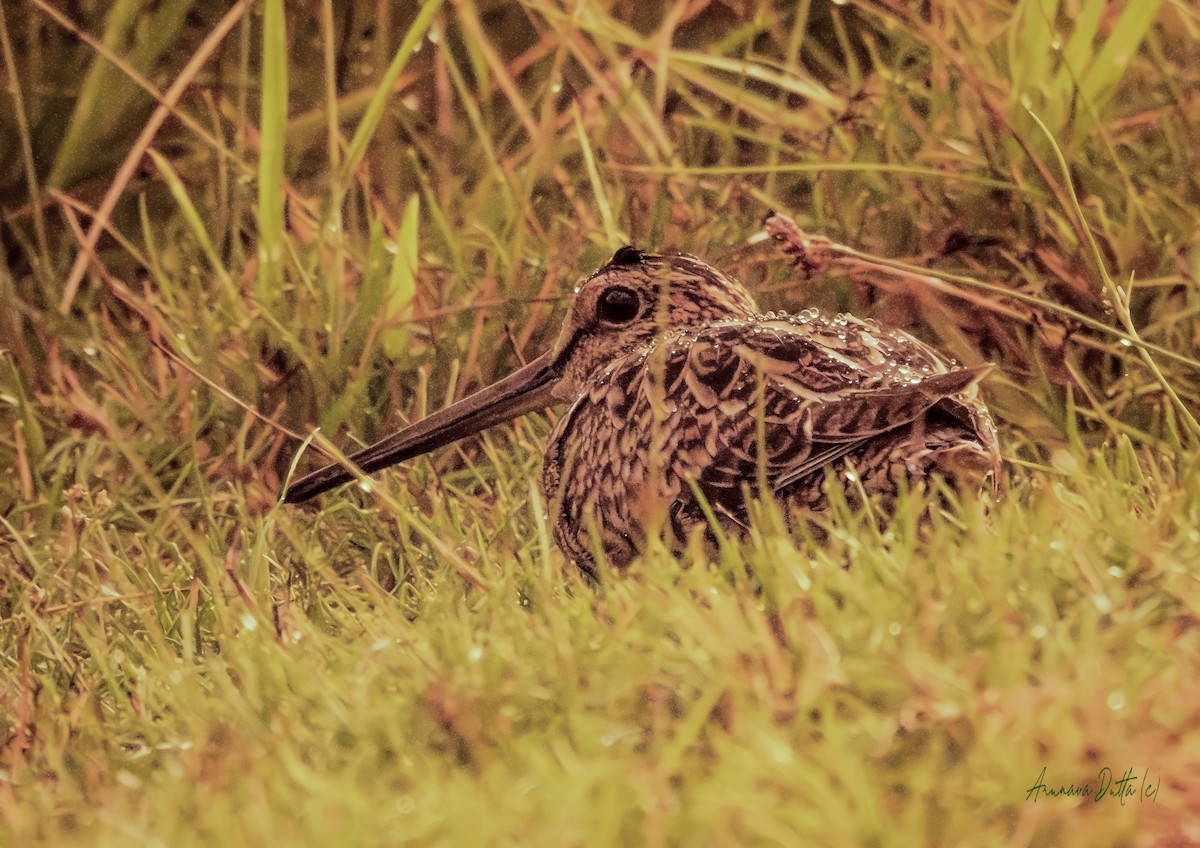 ハリオシギ - ML644353096