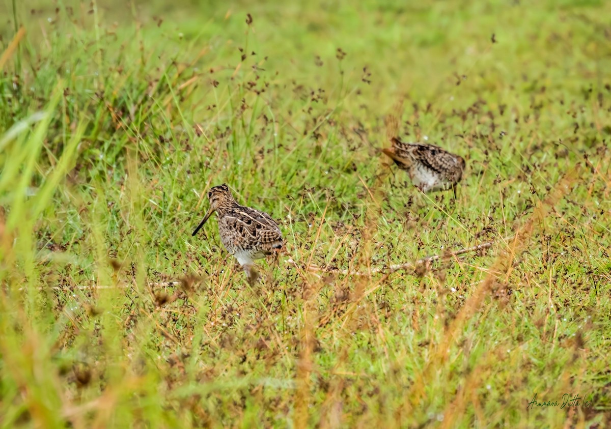 ハリオシギ - ML644353099