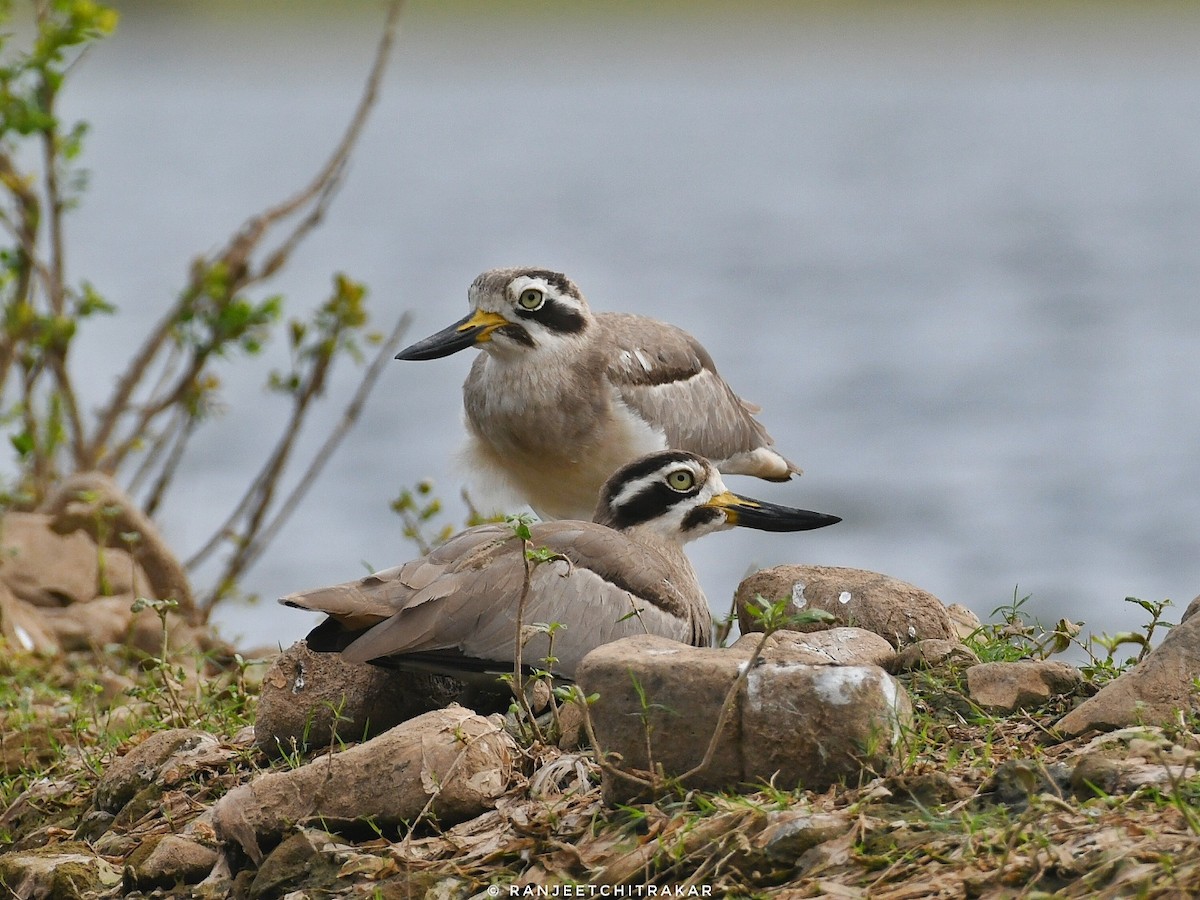 Great Thick-knee - ML644353100