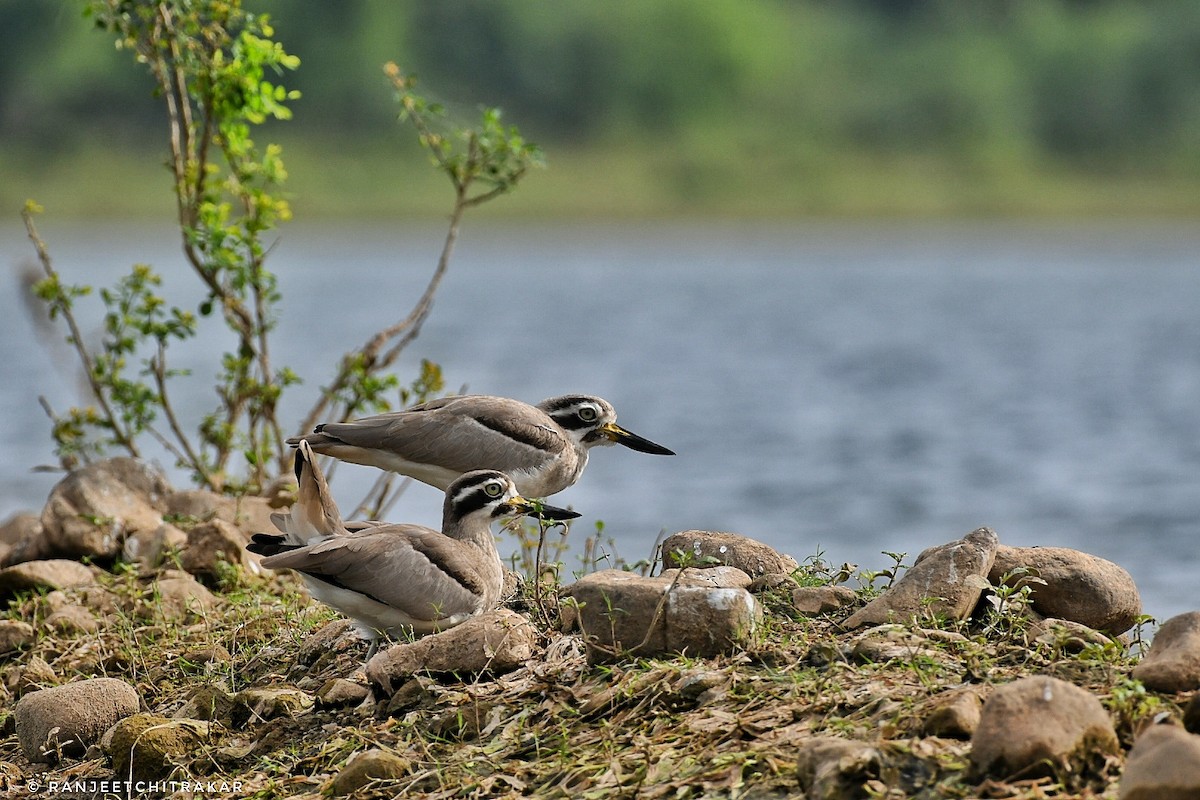 Great Thick-knee - ML644353101