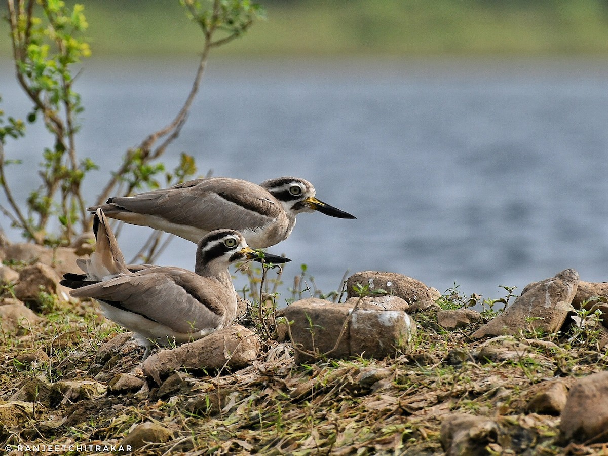 Great Thick-knee - ML644353102
