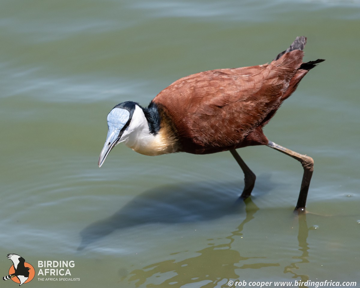 African Jacana - ML644353103