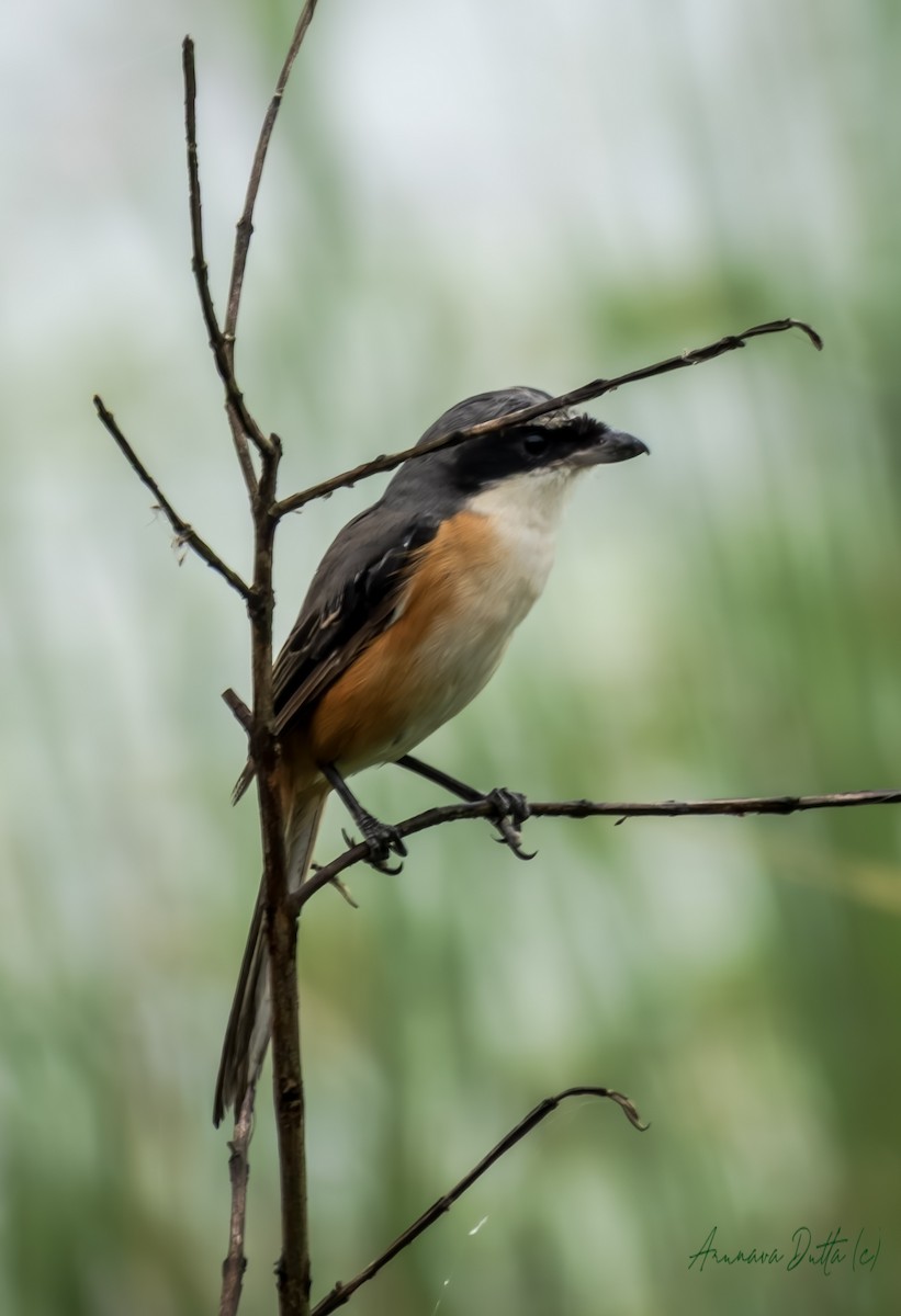 Gray-backed Shrike - ML644353105