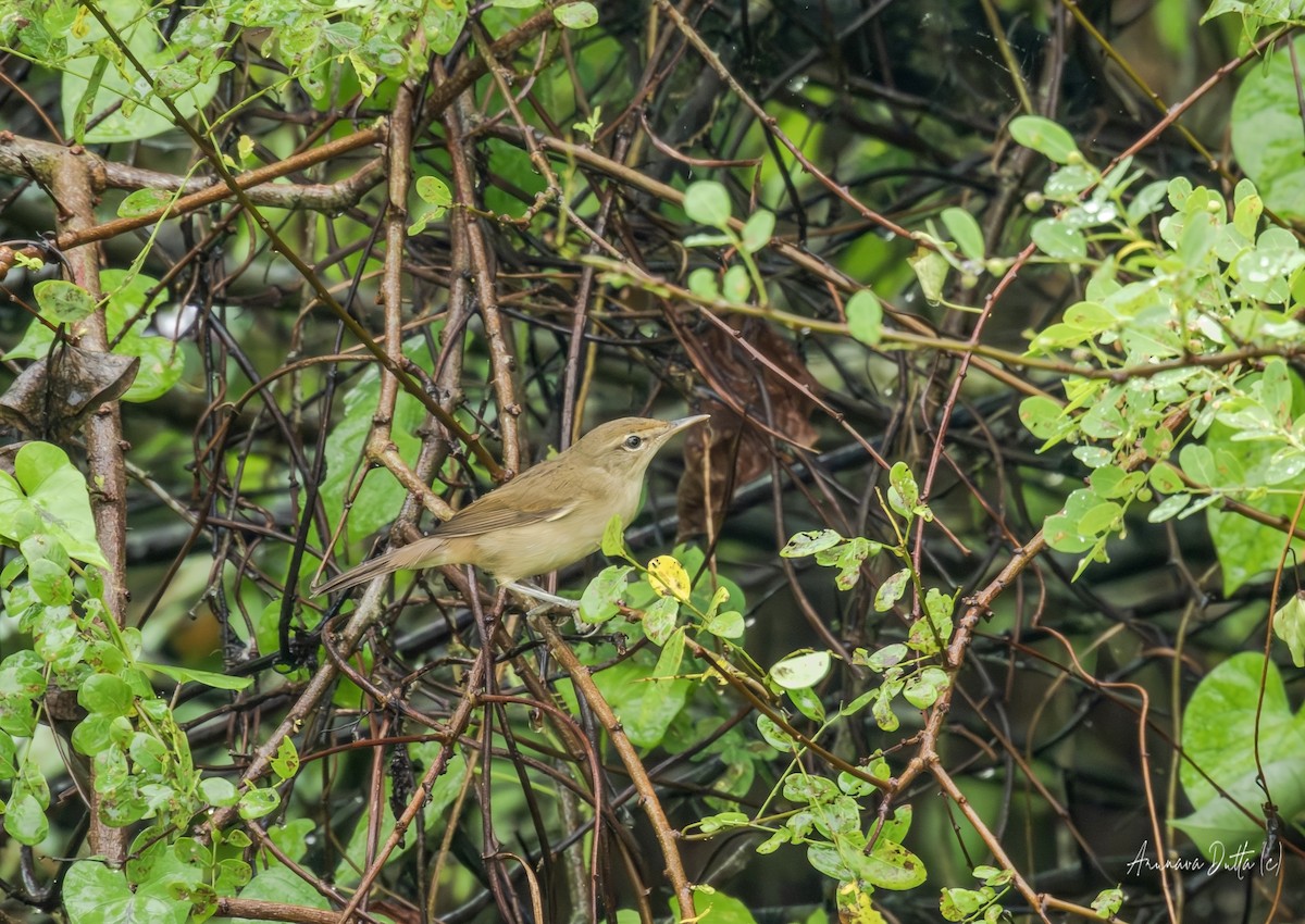Rousserolle des buissons - ML644353110