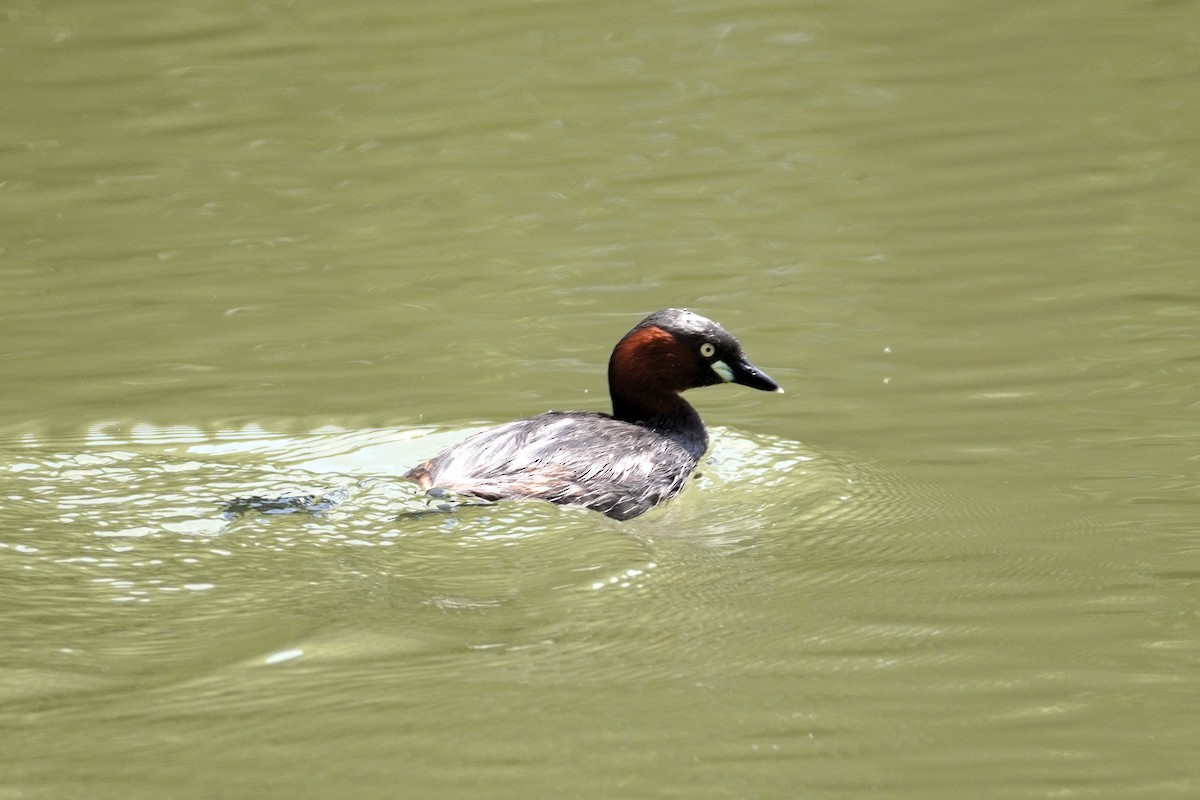 Little Grebe - ML644353114