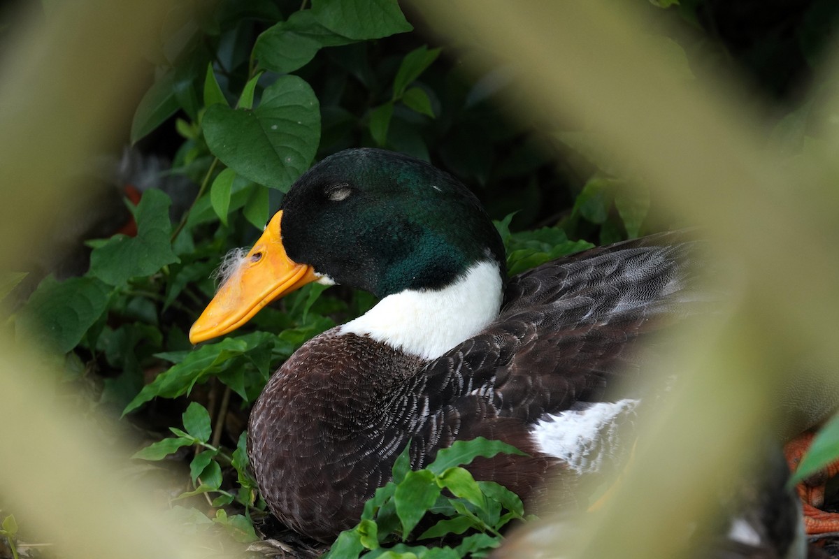 Зэрлэг нугас - ML644353126