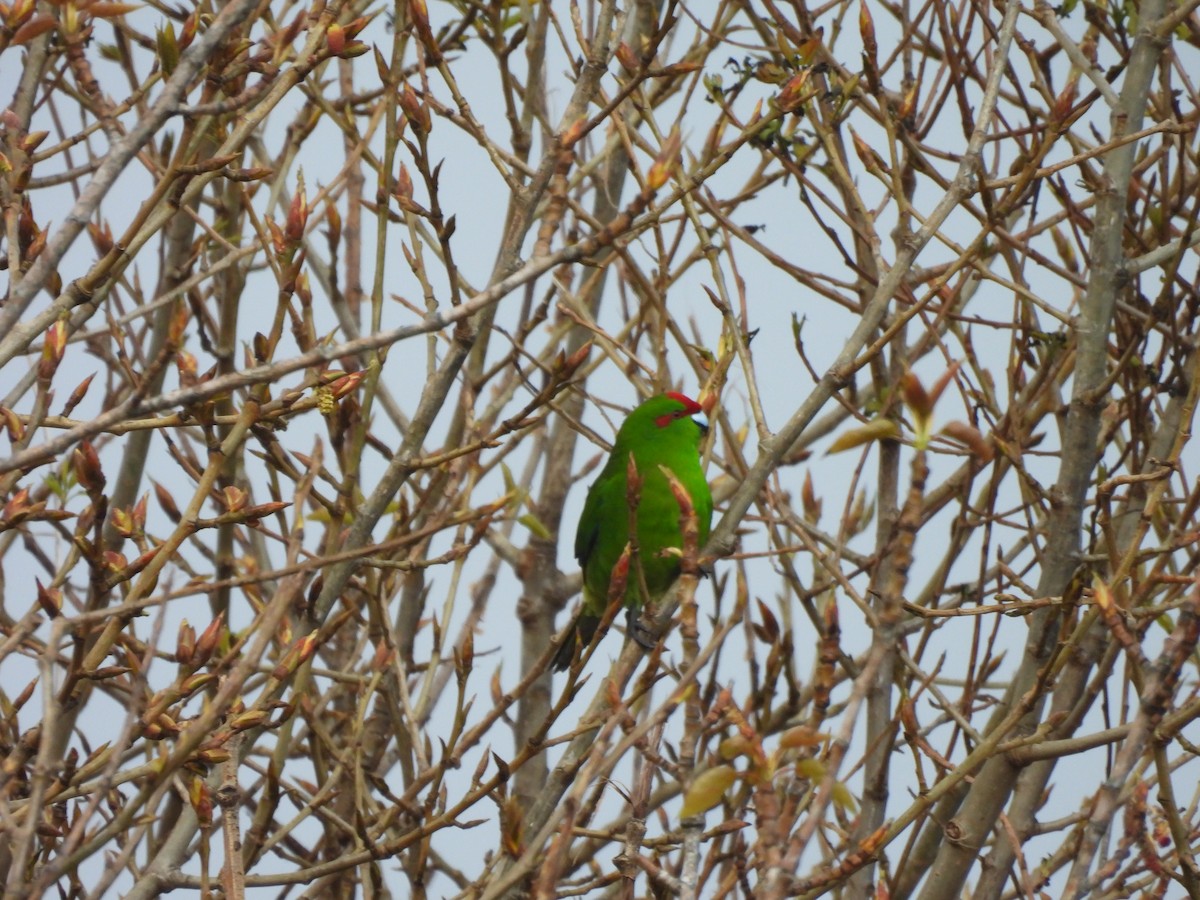 Ziegensittich - ML644353139