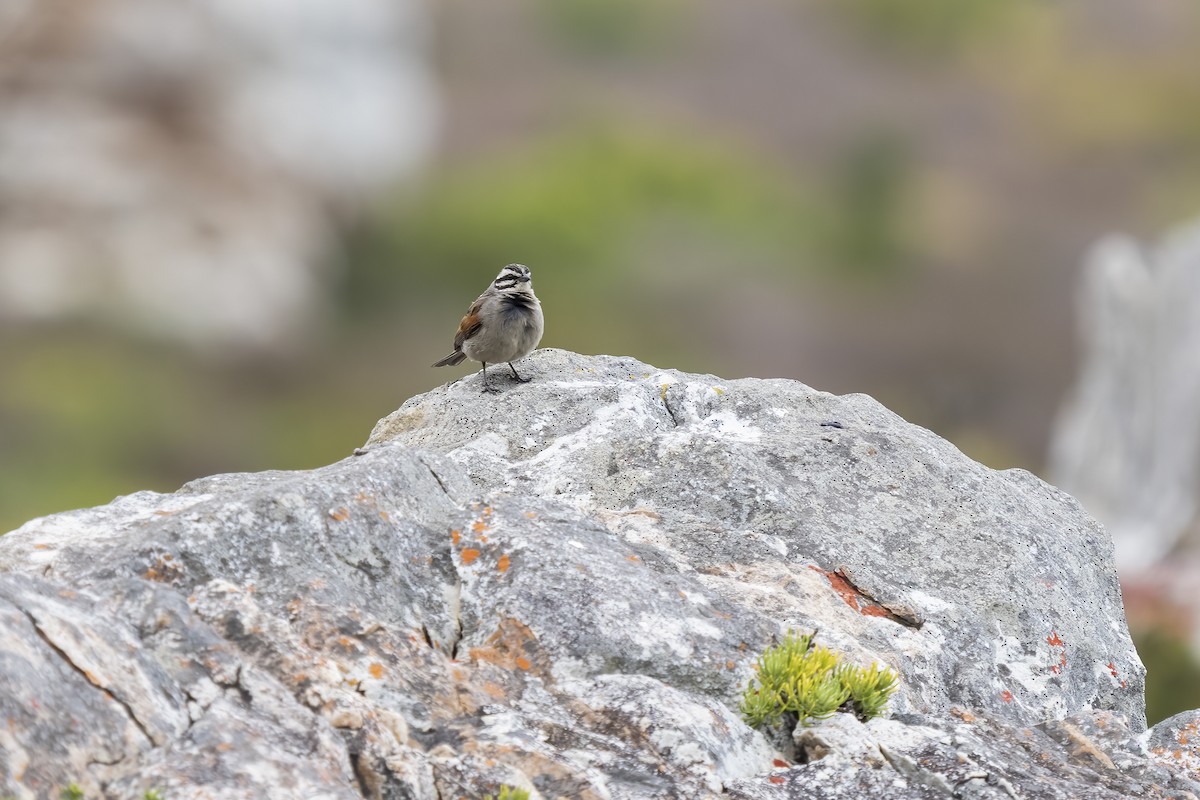 kappspurv - ML644353146