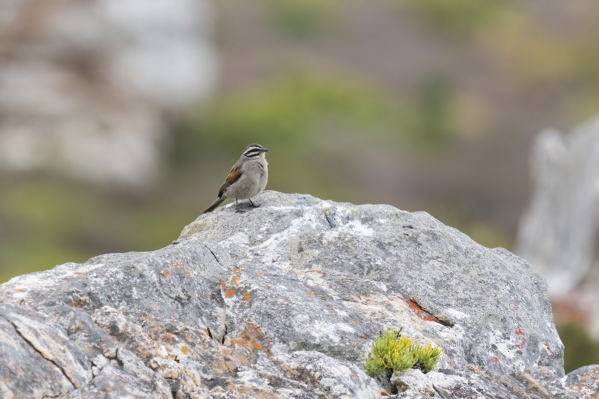 kappspurv - ML644353147