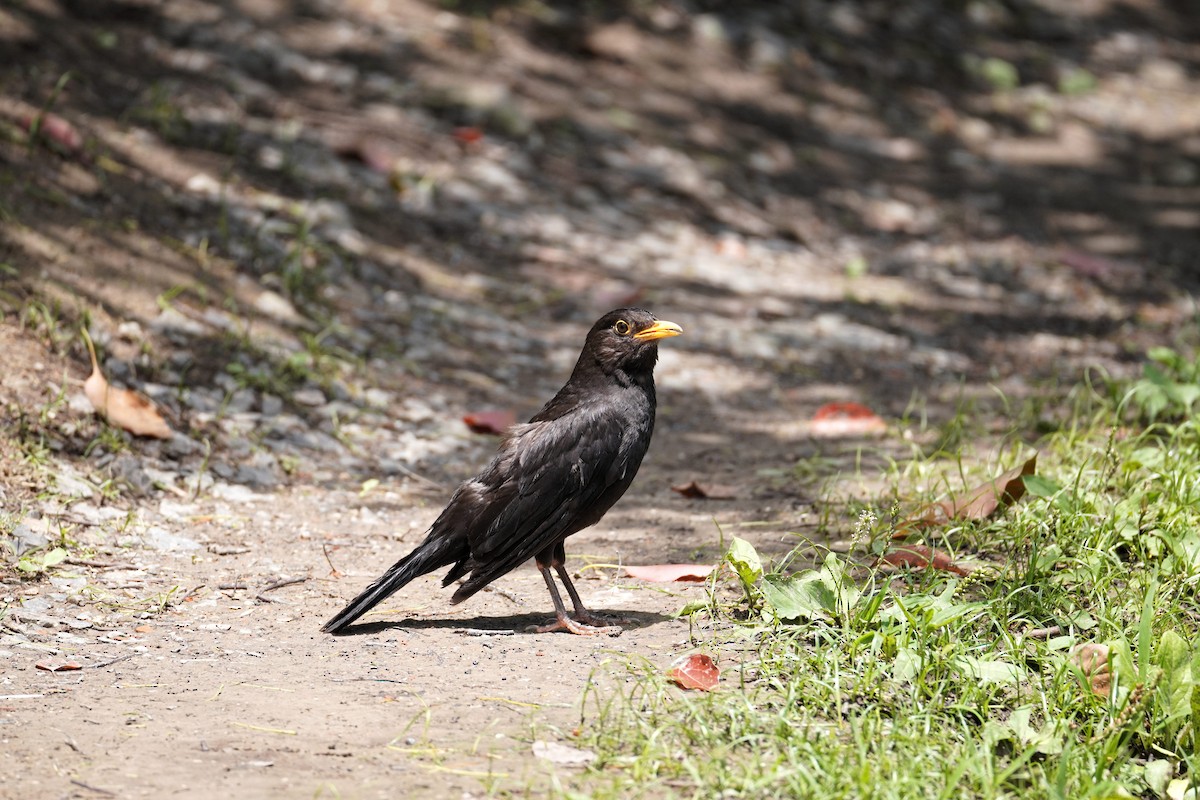 mandarintrost - ML644353160