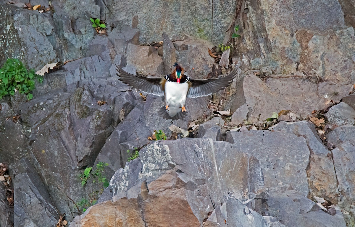 Pato Mandarín - ML644353162