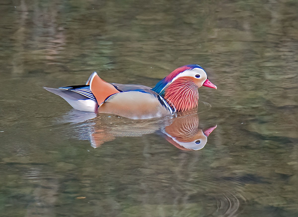 Pato Mandarín - ML644353163