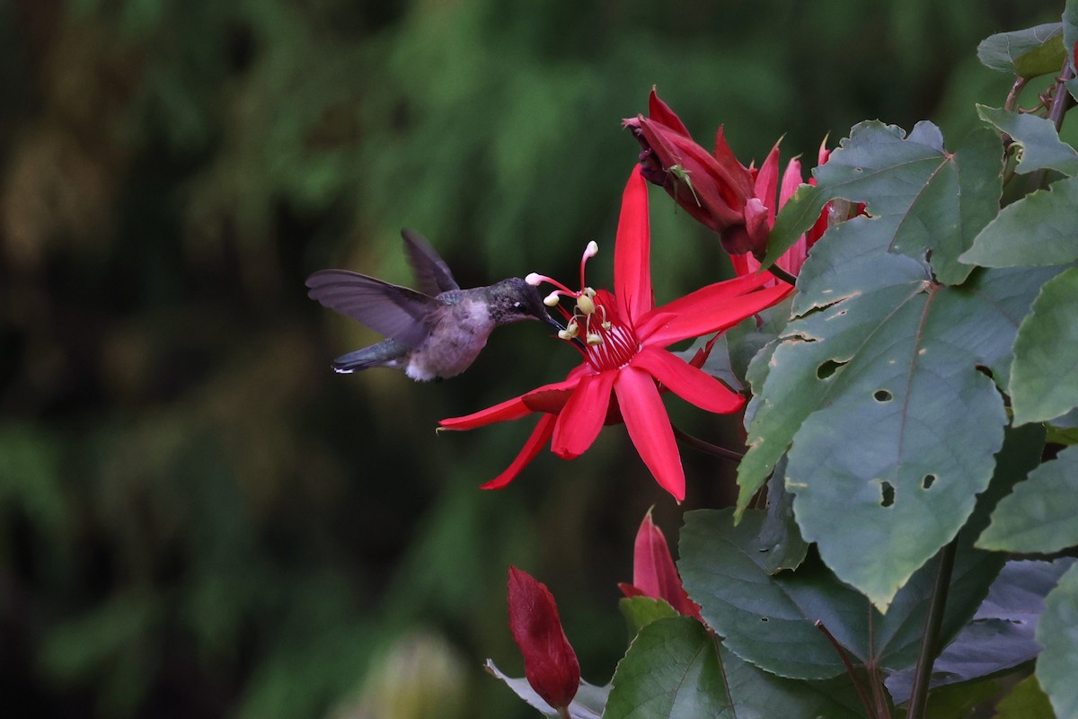 Black-chinned Hummingbird - ML644353166