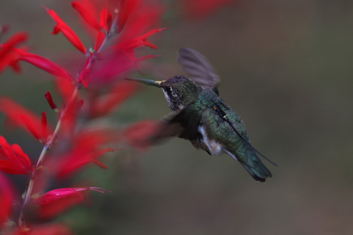 Black-chinned Hummingbird - ML644353167