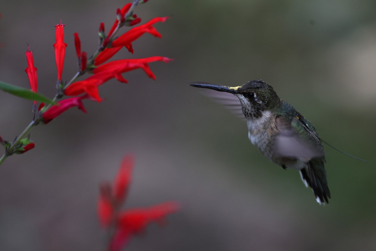 Black-chinned Hummingbird - ML644353168