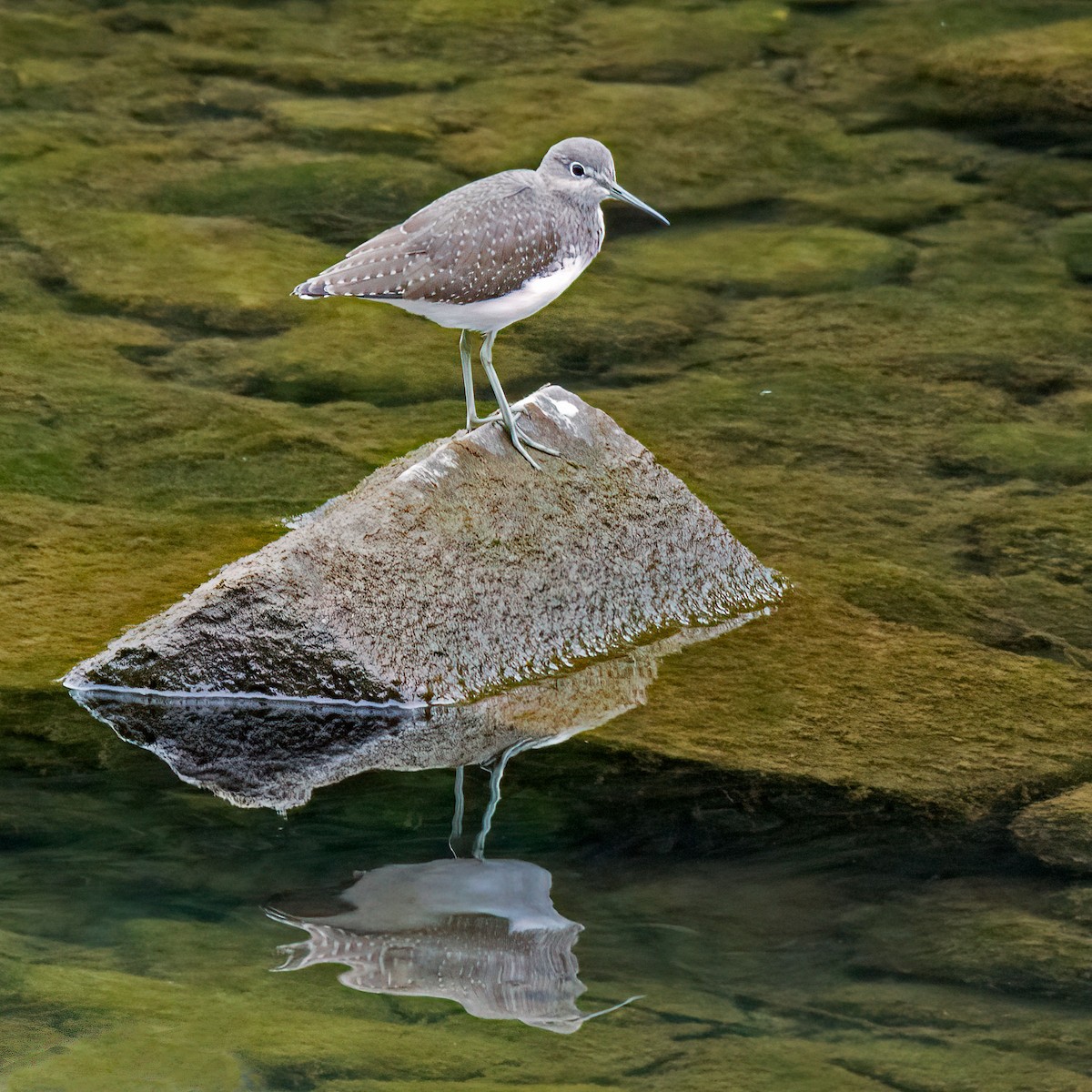 Green Sandpiper - ML644353169