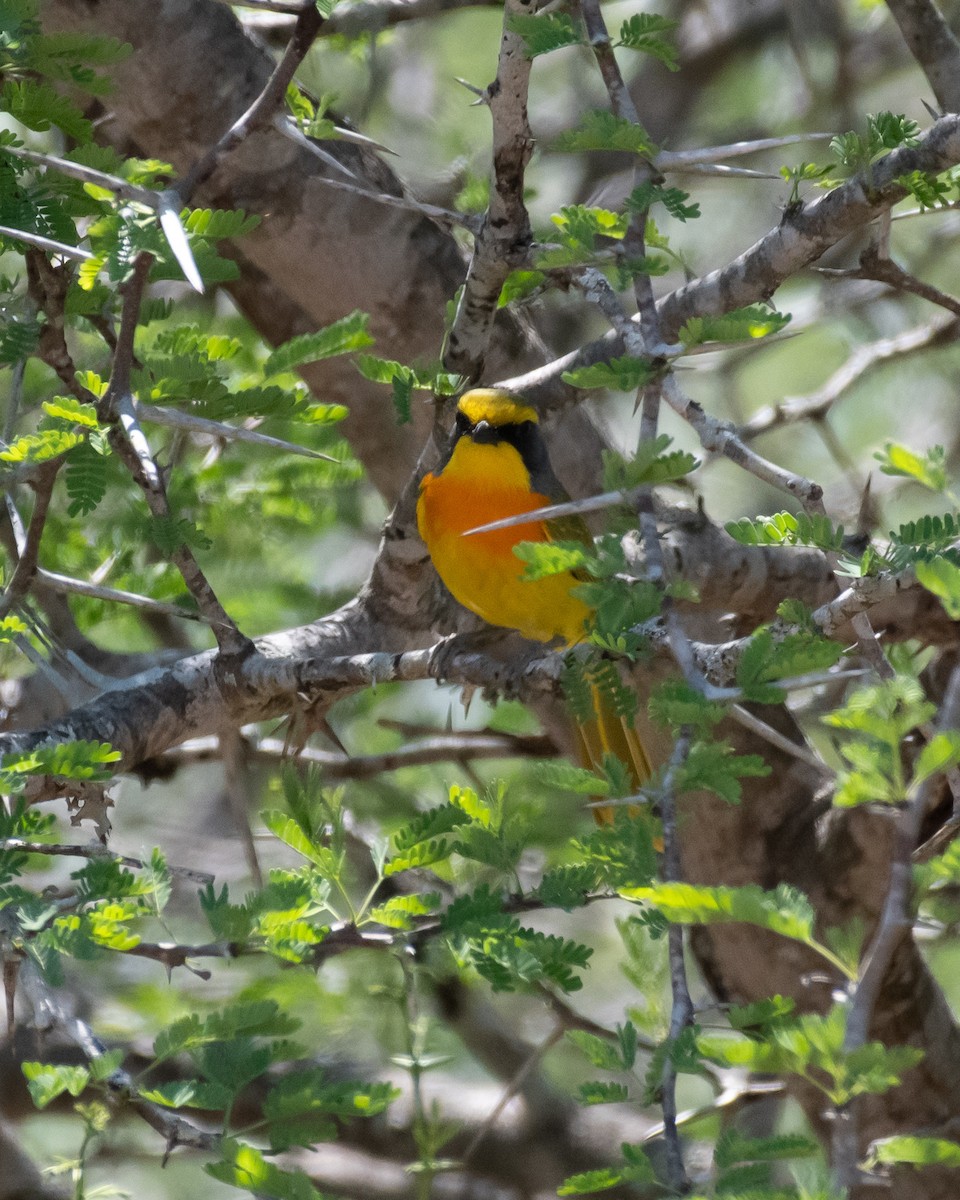 Sulphur-breasted Bushshrike - ML644353170
