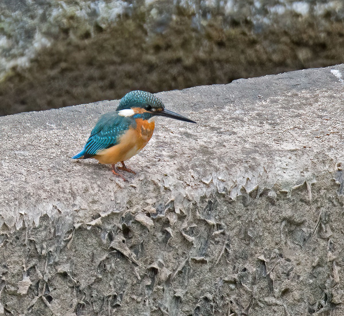 Common Kingfisher - ML644353171