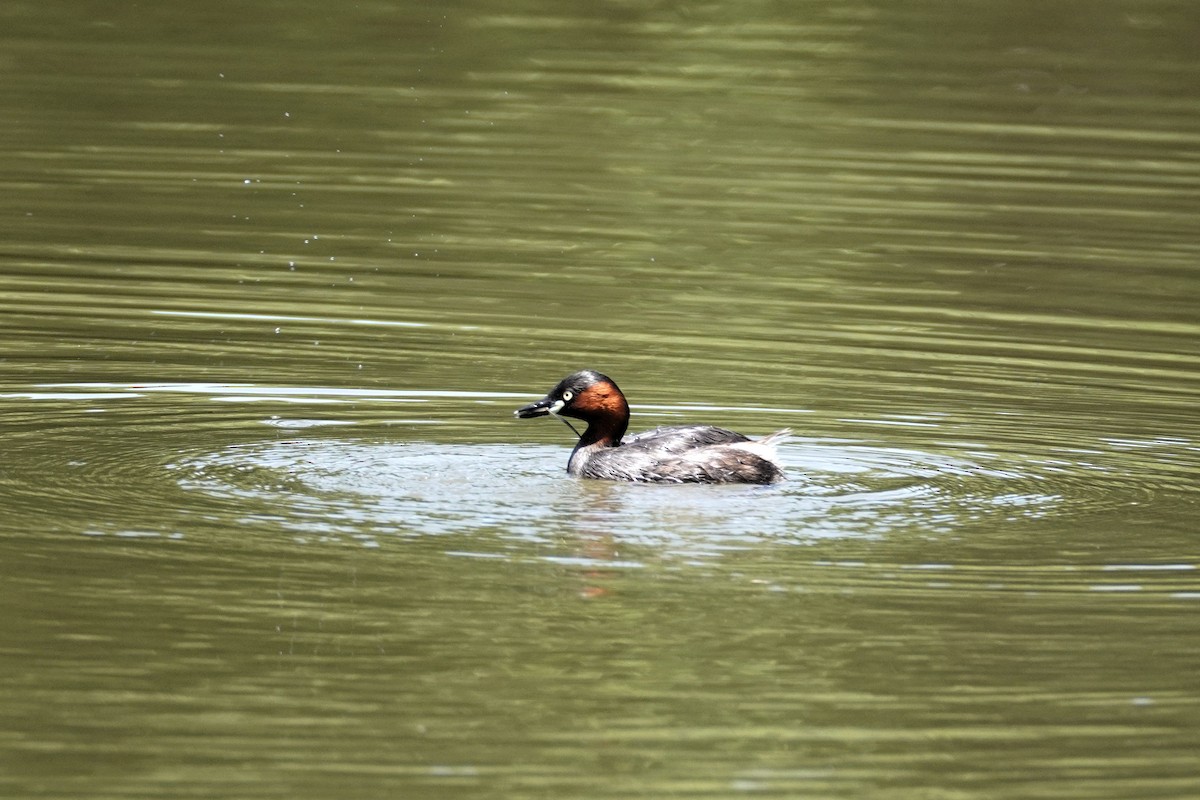 Little Grebe - ML644353172