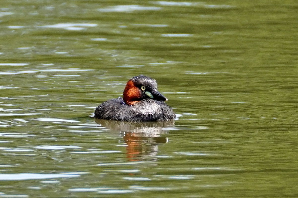 Little Grebe - ML644353180