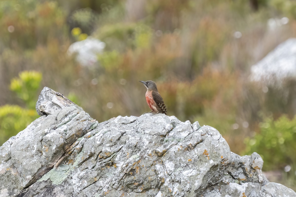 Pic laboureur - ML644353185