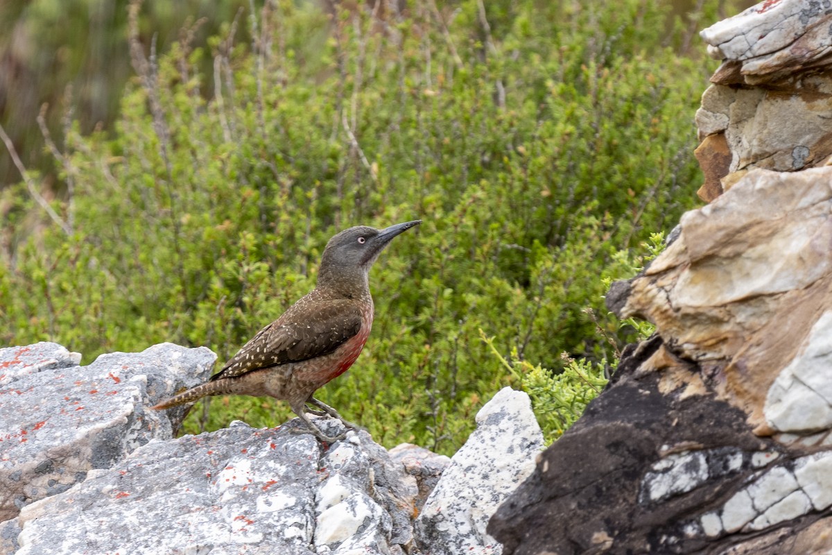 Pic laboureur - ML644353186