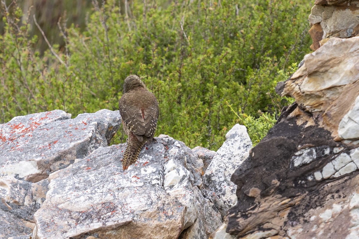 Pic laboureur - ML644353187