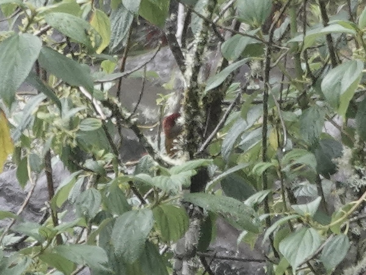 Bar-bellied Woodpecker - ML644353199