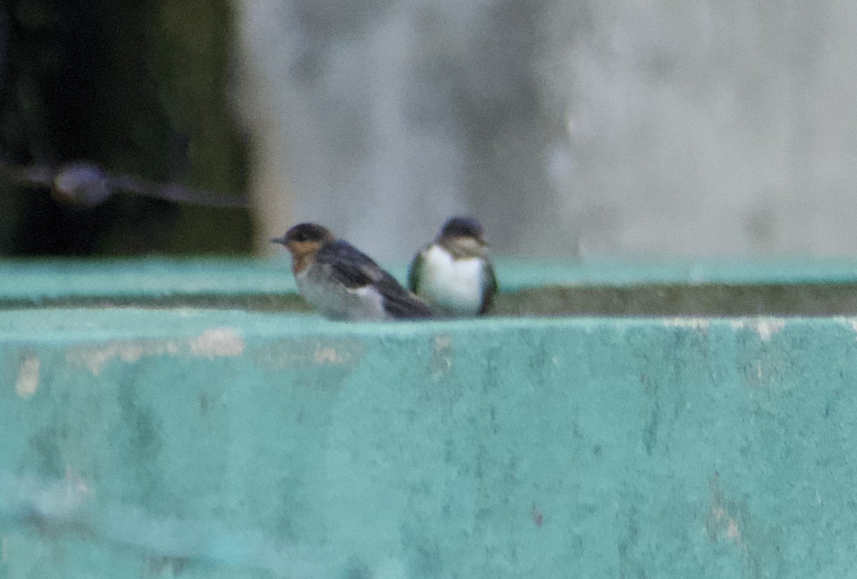 Pacific Swallow - ML644353200