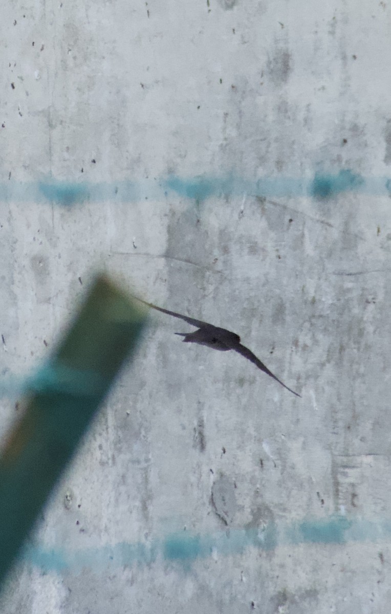 Pacific Swallow - ML644353201